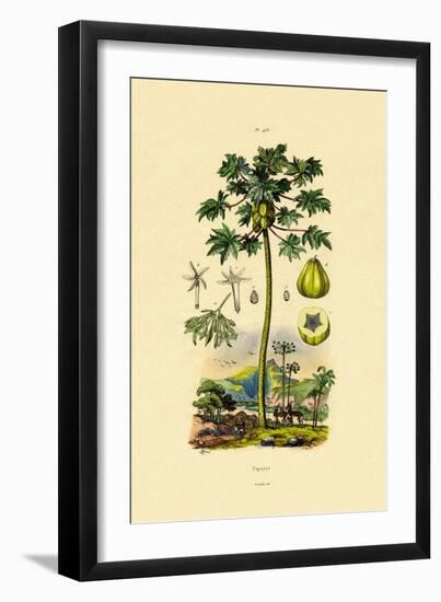 Papaya, 1833-39-null-Framed Giclee Print