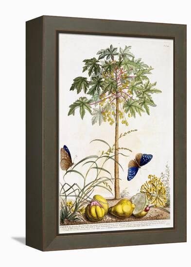 Papaya, C.1748-Georg Dionysius Ehret-Framed Premier Image Canvas