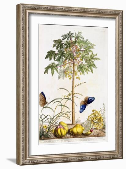 Papaya, C.1748-Georg Dionysius Ehret-Framed Giclee Print