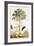 Papaya, C.1748-Georg Dionysius Ehret-Framed Giclee Print