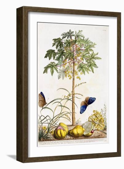 Papaya, C.1748-Georg Dionysius Ehret-Framed Giclee Print