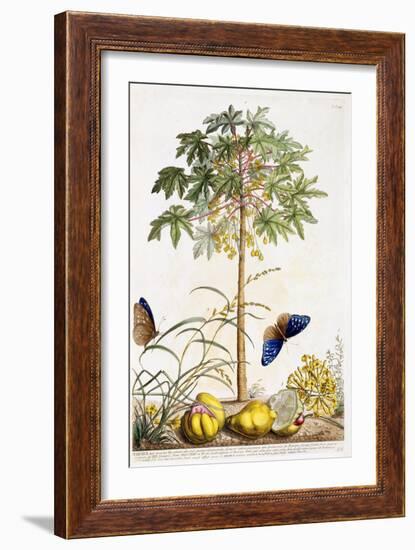 Papaya, C.1748-Georg Dionysius Ehret-Framed Giclee Print