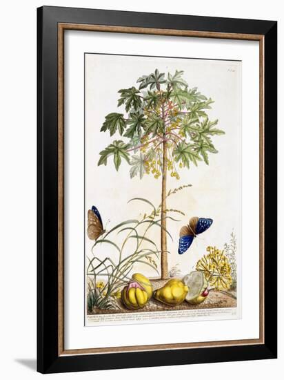 Papaya, C.1748-Georg Dionysius Ehret-Framed Giclee Print