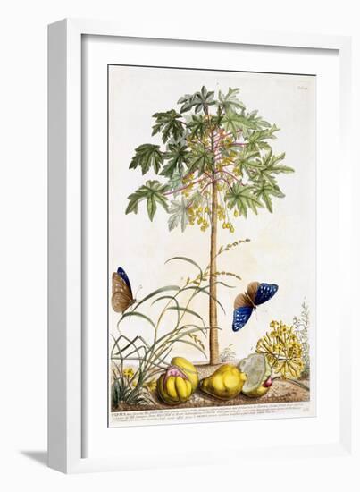 Papaya, C.1748-Georg Dionysius Ehret-Framed Giclee Print