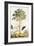 Papaya, C.1748-Georg Dionysius Ehret-Framed Giclee Print