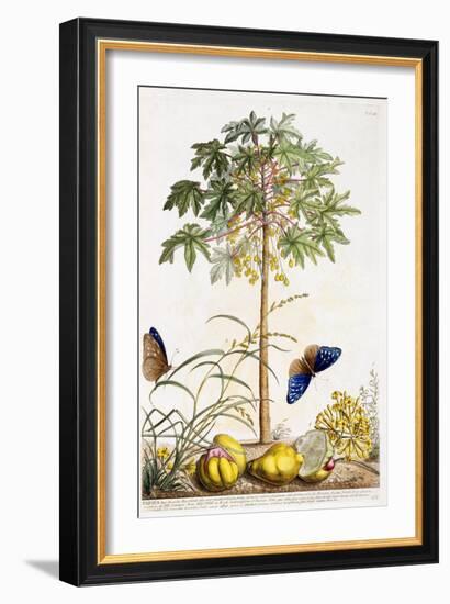 Papaya, C.1748-Georg Dionysius Ehret-Framed Giclee Print