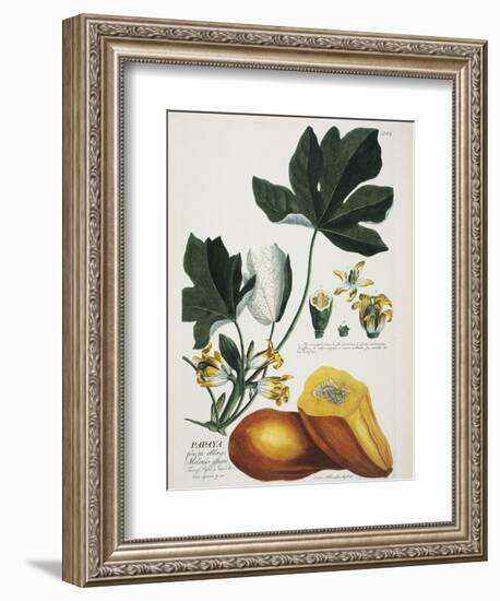 Papaya; Carica Papaya-Georg Dionysius Ehret-Framed Giclee Print