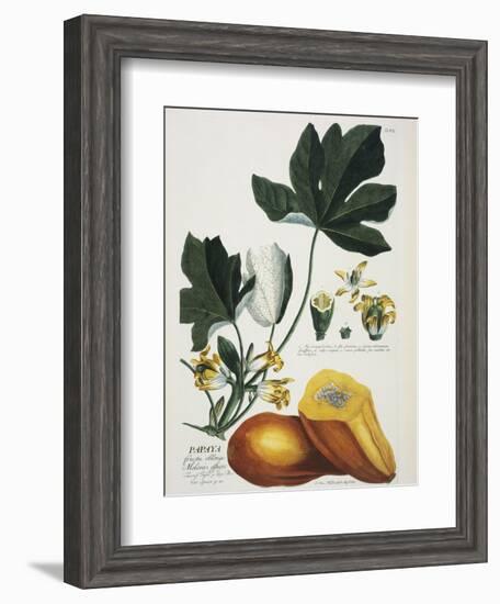 Papaya; Carica Papaya-Georg Dionysius Ehret-Framed Giclee Print