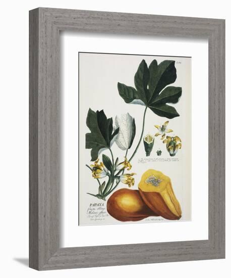 Papaya; Carica Papaya-Georg Dionysius Ehret-Framed Giclee Print