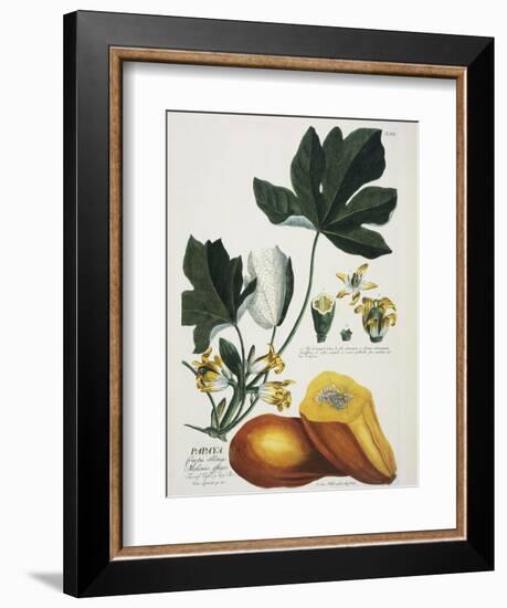 Papaya; Carica Papaya-Georg Dionysius Ehret-Framed Giclee Print