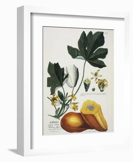 Papaya; Carica Papaya-Georg Dionysius Ehret-Framed Giclee Print