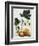 Papaya; Carica Papaya-Georg Dionysius Ehret-Framed Giclee Print