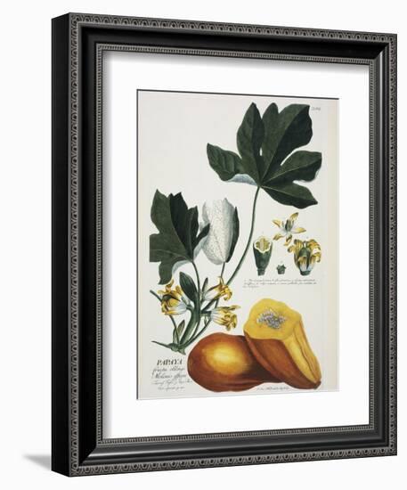 Papaya; Carica Papaya-Georg Dionysius Ehret-Framed Giclee Print