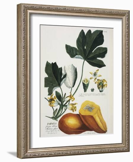 Papaya; Carica Papaya-Georg Dionysius Ehret-Framed Giclee Print