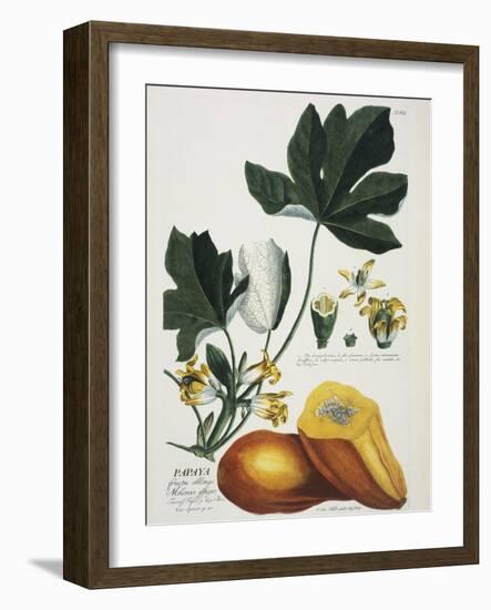 Papaya; Carica Papaya-Georg Dionysius Ehret-Framed Giclee Print
