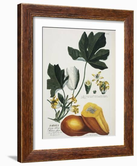 Papaya; Carica Papaya-Georg Dionysius Ehret-Framed Giclee Print