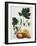 Papaya; Carica Papaya-Georg Dionysius Ehret-Framed Giclee Print