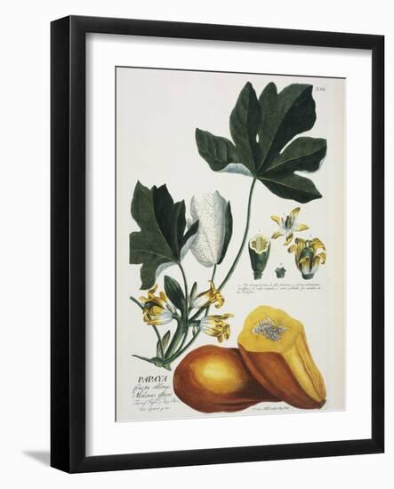 Papaya; Carica Papaya-Georg Dionysius Ehret-Framed Giclee Print