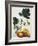 Papaya; Carica Papaya-Georg Dionysius Ehret-Framed Giclee Print