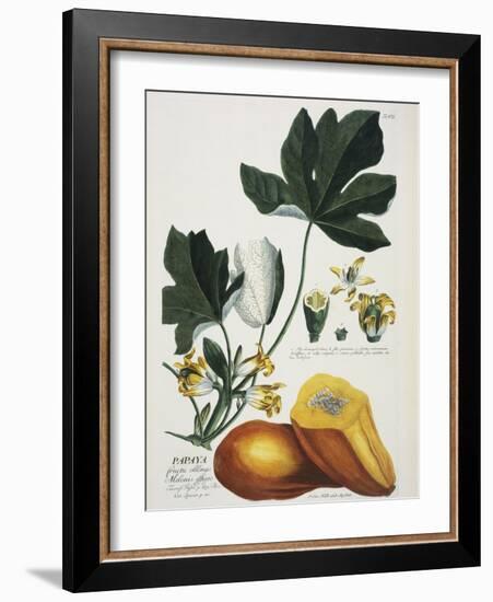 Papaya; Carica Papaya-Georg Dionysius Ehret-Framed Giclee Print