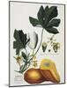 Papaya; Carica Papaya-Georg Dionysius Ehret-Mounted Giclee Print