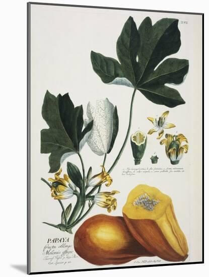 Papaya; Carica Papaya-Georg Dionysius Ehret-Mounted Giclee Print