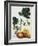 Papaya; Carica Papaya-Georg Dionysius Ehret-Framed Giclee Print