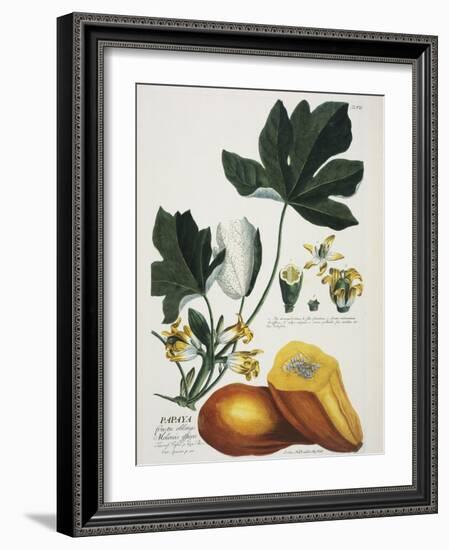 Papaya; Carica Papaya-Georg Dionysius Ehret-Framed Giclee Print