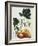 Papaya; Carica Papaya-Georg Dionysius Ehret-Framed Giclee Print