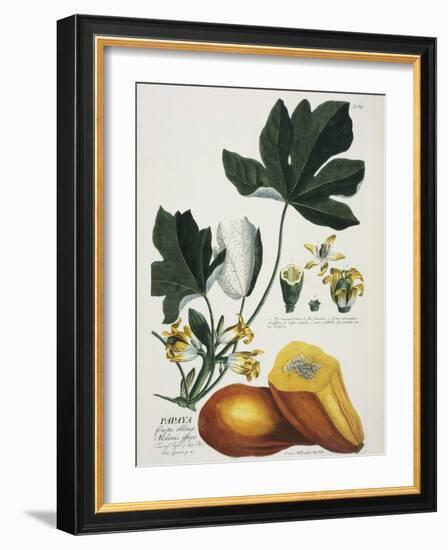 Papaya; Carica Papaya-Georg Dionysius Ehret-Framed Giclee Print