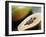 Papaya (Pawpaw) Sliced Open to Show Black Seeds-Lee Frost-Framed Photographic Print