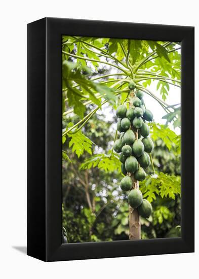 Papaya Tree, Amazon Rainforest, Coca, Ecuador, South America-Matthew Williams-Ellis-Framed Premier Image Canvas