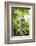 Papaya Tree, Amazon Rainforest, Coca, Ecuador, South America-Matthew Williams-Ellis-Framed Photographic Print