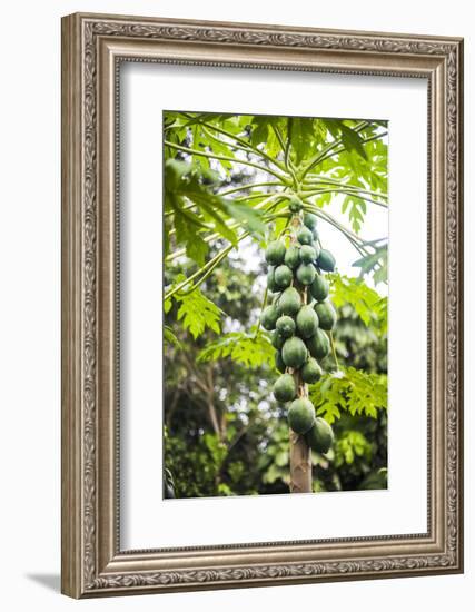 Papaya Tree, Amazon Rainforest, Coca, Ecuador, South America-Matthew Williams-Ellis-Framed Photographic Print