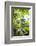 Papaya Tree, Amazon Rainforest, Coca, Ecuador, South America-Matthew Williams-Ellis-Framed Photographic Print