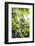 Papaya Tree, Amazon Rainforest, Coca, Ecuador, South America-Matthew Williams-Ellis-Framed Photographic Print