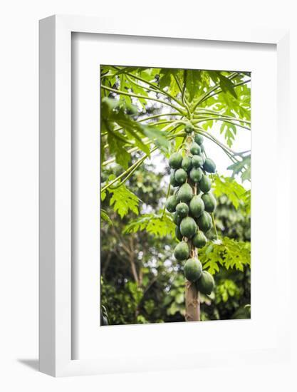 Papaya Tree, Amazon Rainforest, Coca, Ecuador, South America-Matthew Williams-Ellis-Framed Photographic Print