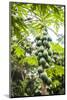Papaya Tree, Amazon Rainforest, Coca, Ecuador, South America-Matthew Williams-Ellis-Mounted Photographic Print