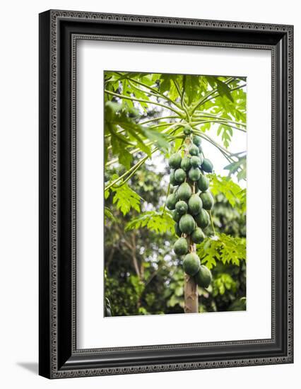 Papaya Tree, Amazon Rainforest, Coca, Ecuador, South America-Matthew Williams-Ellis-Framed Photographic Print