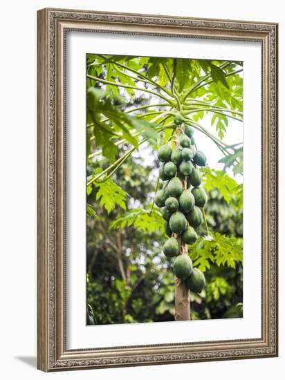 Papaya Tree, Amazon Rainforest, Coca, Ecuador, South America-Matthew Williams-Ellis-Framed Photographic Print