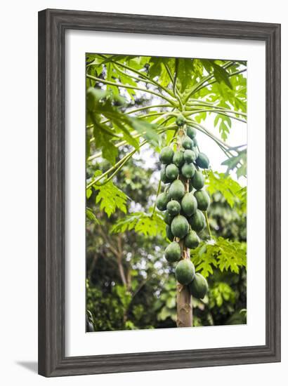 Papaya Tree, Amazon Rainforest, Coca, Ecuador, South America-Matthew Williams-Ellis-Framed Photographic Print