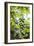 Papaya Tree, Amazon Rainforest, Coca, Ecuador, South America-Matthew Williams-Ellis-Framed Photographic Print