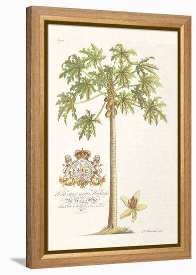 Papaya Tree-Porter Design-Framed Premier Image Canvas