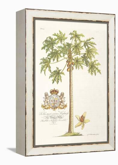 Papaya Tree-Porter Design-Framed Premier Image Canvas