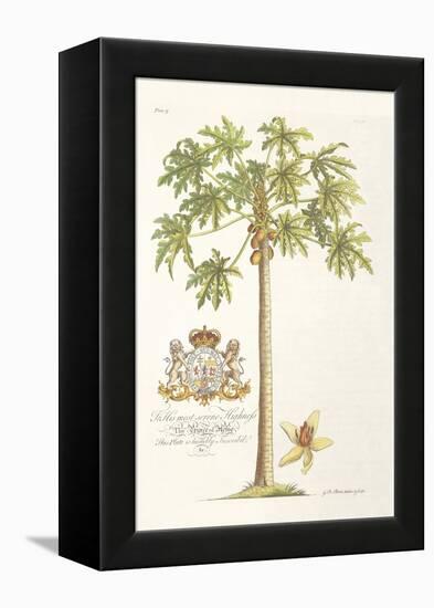 Papaya Tree-Porter Design-Framed Premier Image Canvas