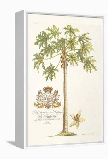 Papaya Tree-Porter Design-Framed Premier Image Canvas