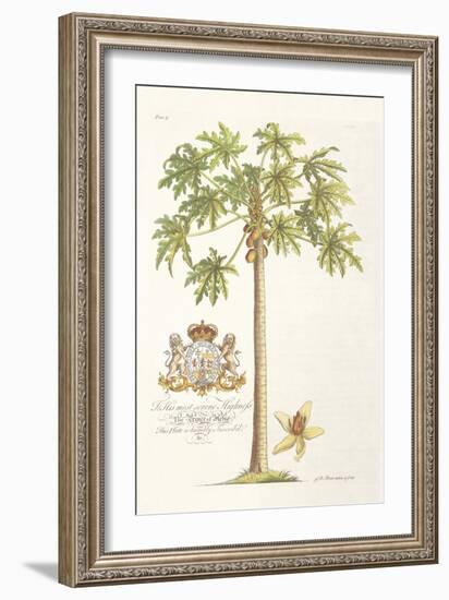 Papaya Tree-Porter Design-Framed Giclee Print