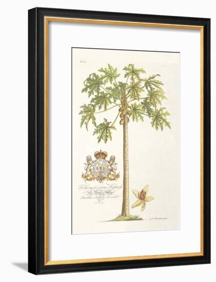 Papaya Tree-Porter Design-Framed Giclee Print