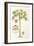 Papaya Tree-Porter Design-Framed Giclee Print