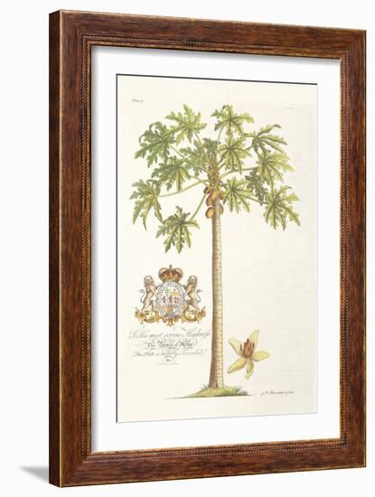 Papaya Tree-Porter Design-Framed Giclee Print